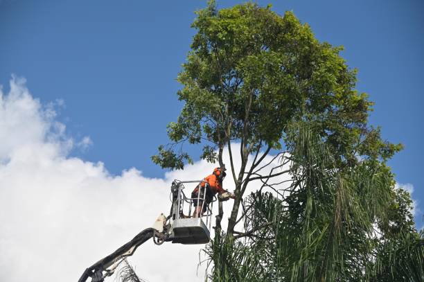 Professional Tree Services in Shady Hills, FL